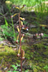 Corallorhiza maculata occidentalis