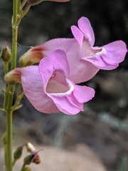 Penstemon floridus floridus