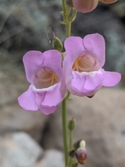 Penstemon floridus floridus