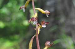 Corallorhiza maculata occidentalis
