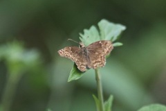 Anisochoria minorella
