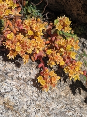 Sedum obtusatum