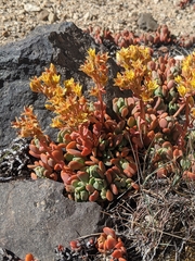 Sedum obtusatum
