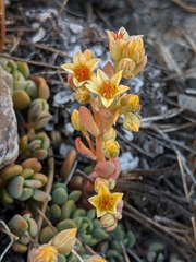 Sedum obtusatum