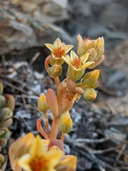 Sedum obtusatum