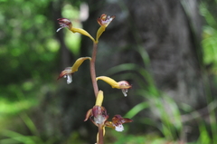 Corallorhiza maculata occidentalis