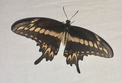 Heraclides ornythion