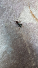 Phymatodes