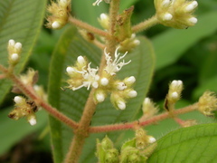 Miconia barbinervis
