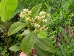 Miconia barbinervis