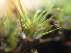 Campylopus atrovirens