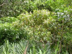 Miconia barbinervis