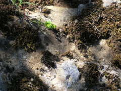 Euphorbia taurinensis