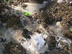 Euphorbia taurinensis