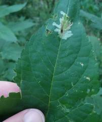Calycomyza platyptera