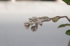 Erysiphe lagerstroemiae