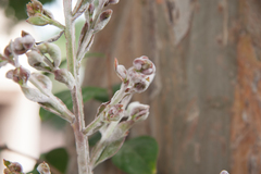 Erysiphe lagerstroemiae