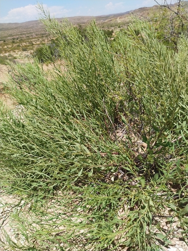 San Antonio bluestar (Amsonia fugatei)