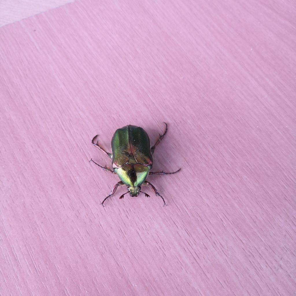 Protaetia lewisi