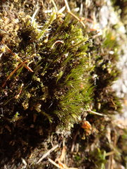 Campylopus atrovirens