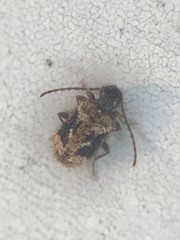 Ptinus texanus