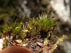 Campylopus atrovirens