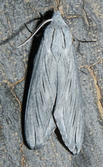 Sphinx asellus