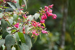 Fuchsia paniculata