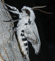 Sphinx asellus