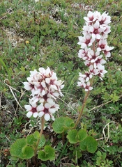 Boykinia richardsonii