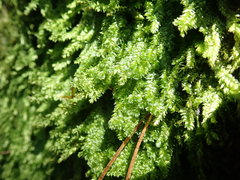 Plagiothecium denticulatum