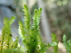 Plagiothecium denticulatum