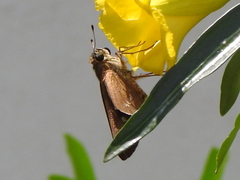 Calpodes ethlius