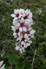 Boykinia richardsonii