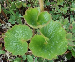 Boykinia richardsonii