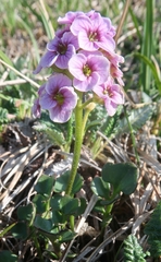 Cardamine purpurea
