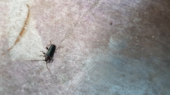 Phymatodes