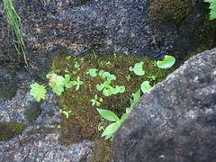 Marsupella emarginata