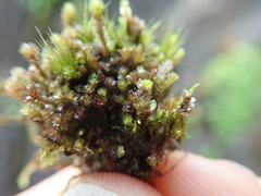 Marsupella emarginata