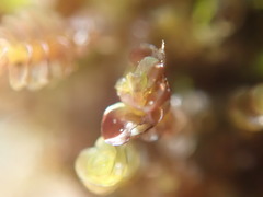 Marsupella emarginata