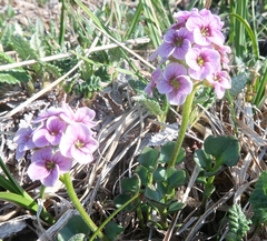 Cardamine purpurea