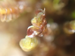 Marsupella emarginata