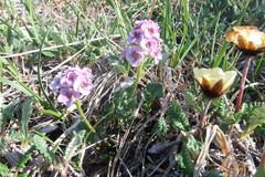 Cardamine purpurea