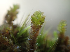 Marsupella emarginata