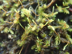 Philonotis capillaris