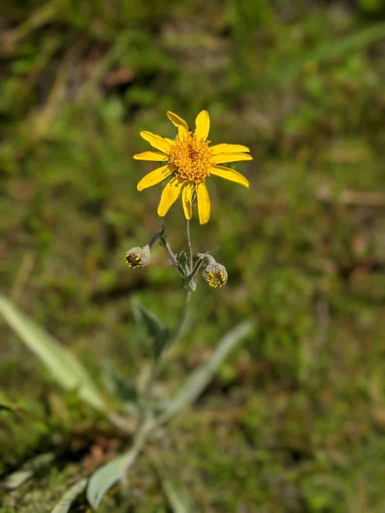 Arnica sonnei