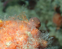Cochleoceps bicolor