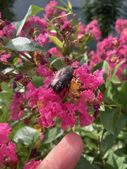 Protaetia orientalis