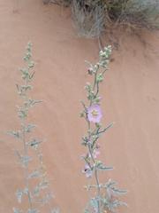 Sphaeralcea polychroma