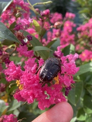 Protaetia orientalis